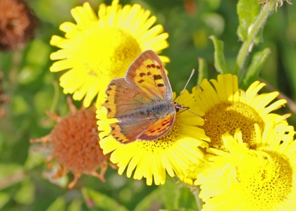 Small Copper, Lycaena phlaeus, female